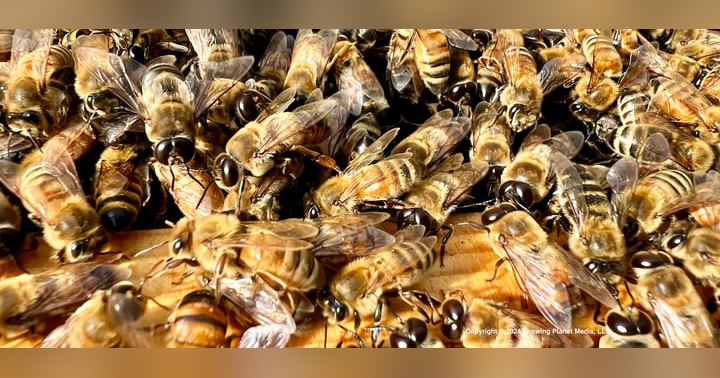 image for Using Technology to See Robbing