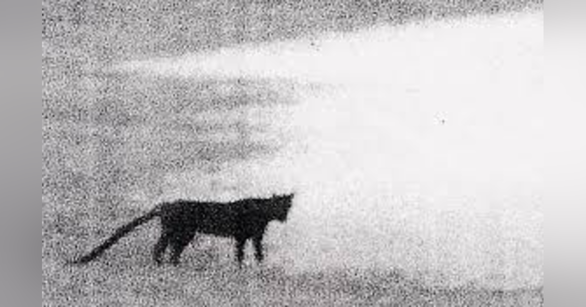 THE BEAST OF BODMIN MOOR & OTHER URBAN LEGENDS (URBAN LEGENDS #11) THE BEAST OF BODMIN MOOR & OTHER URBAN LEGENDS (URBAN LEGENDS #11)