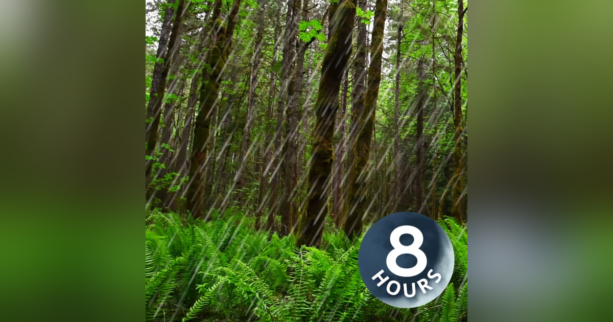 Rainfall in Forest Creates Super Relaxing White Noise 8 Hours Rainfall in Forest Creates Super Relaxing White Noise 8 Hours