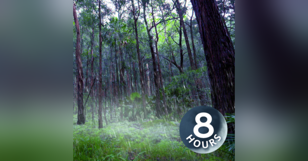Rain Falling Sounds in Australian Forest 8 Hours I White Noise for Sleep or Focus Rain Falling Sounds in Australian Forest 8 Hours I White Noise for Sleep or Focus