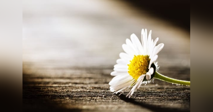 image for Navigating Grief: Understanding and Embracing the Healing Journey