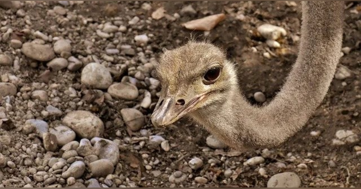 Ep 57: Head in the Sand (w/ Nick Gill) Ep 57: Head in the Sand (w/ Nick Gill)