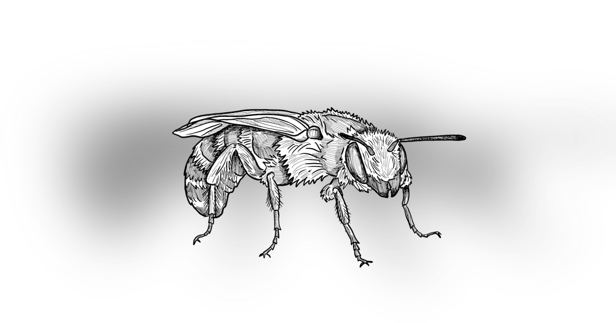 The Scissor Bee The Scissor Bee