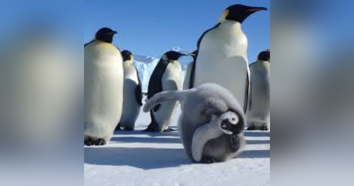 S6 E8: 100 Seconds to Midnight: The Story of the Sixth Mass Extinction S6 E8: 100 Seconds to Midnight: The Story of the Sixth Mass Extinction