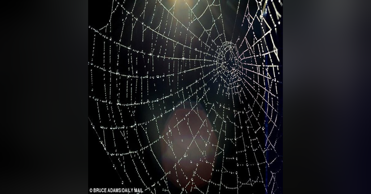 Pod 265 : Cobbwebs Pod 265 : Cobbwebs