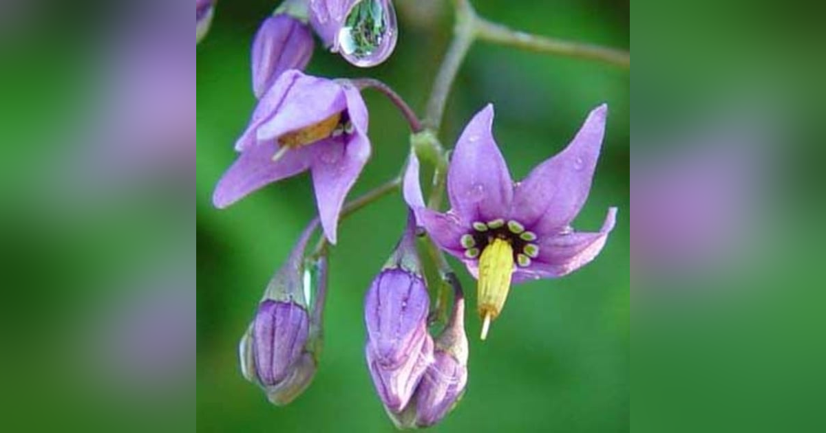 Blue Belladonna Blue Belladonna