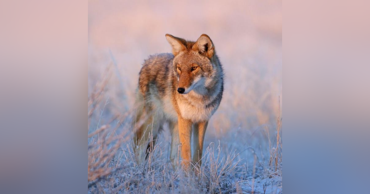 Coyote America: A Natural and Supernatural History Coyote America: A Natural and Supernatural History