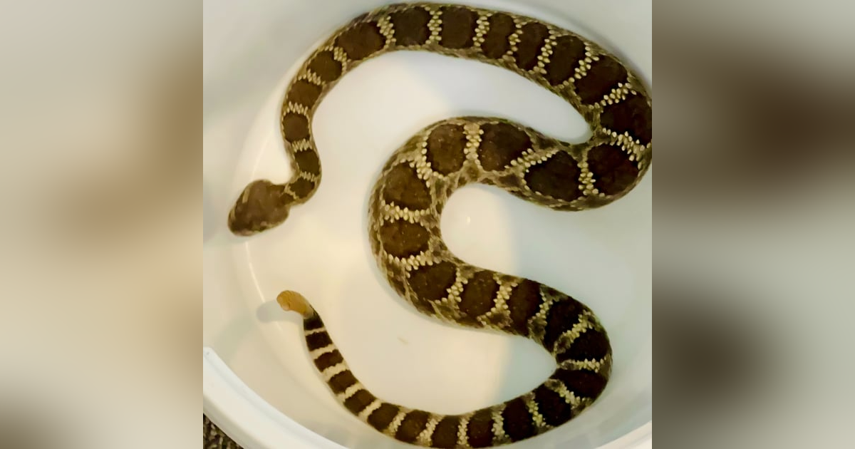 California Snakes with Michael Starkey California Snakes with Michael Starkey