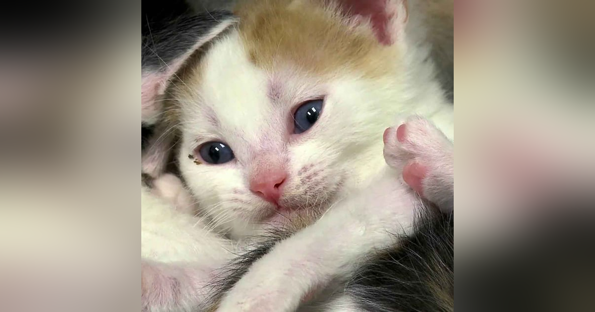 1273. This Week's Hero Person Stops Highway Traffic To Save Kitten 1273. This Week's Hero Person Stops Highway Traffic To Save Kitten