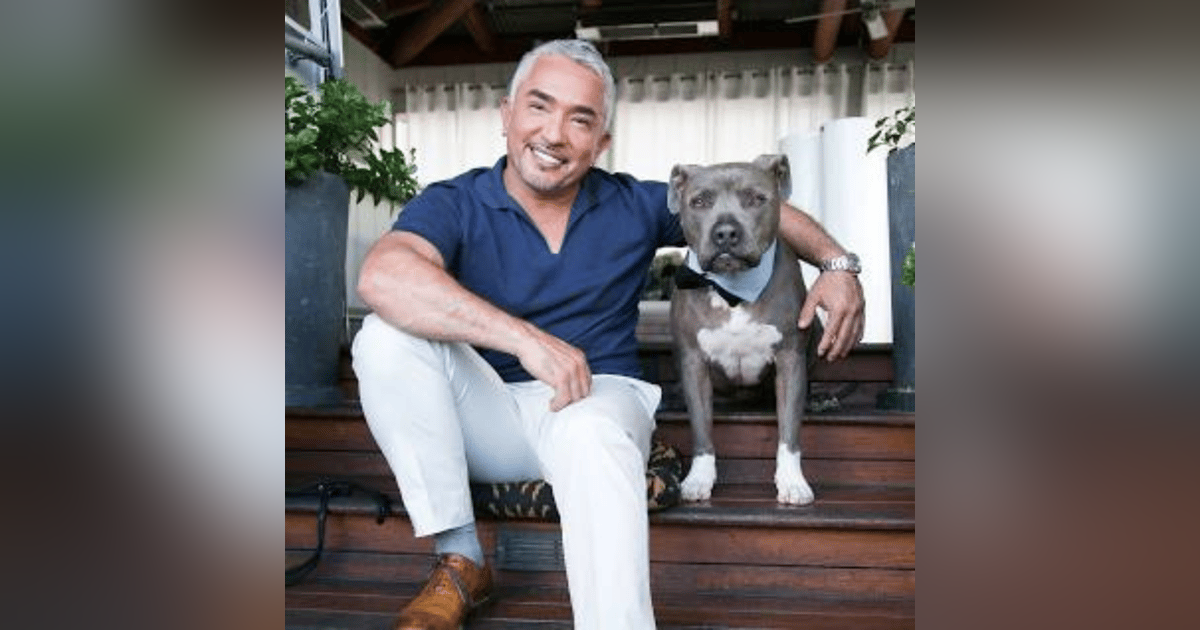 The Most Effective Ways to Overcome Writing Obstacles According to César Millán The Most Effective Ways to Overcome Writing Obstacles According to César Millán