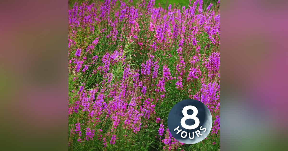 Soothing Wind Sounds for Studying, Concentration & Relaxation 8 Hours Soothing Wind Sounds for Studying, Concentration & Relaxation 8 Hours