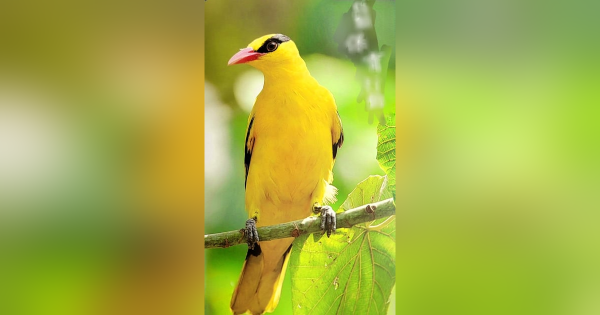 Bonus Episode: SAVE THE BIRDS! ~ The origin story of the Kaohsiung Wild Bird Society Bonus Episode: SAVE THE BIRDS! ~ The origin story of the Kaohsiung Wild Bird Society