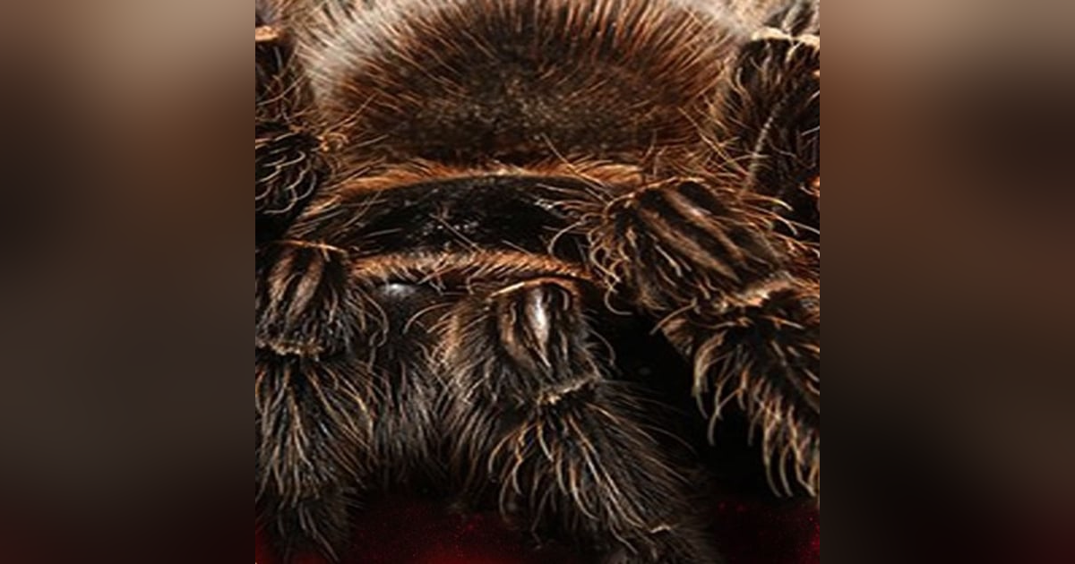 Las Arañas Historias De Terror - REDE Las Arañas Historias De Terror - REDE