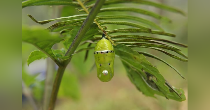 image for Breaking Through the Cocoon: Embracing Personal Transformation