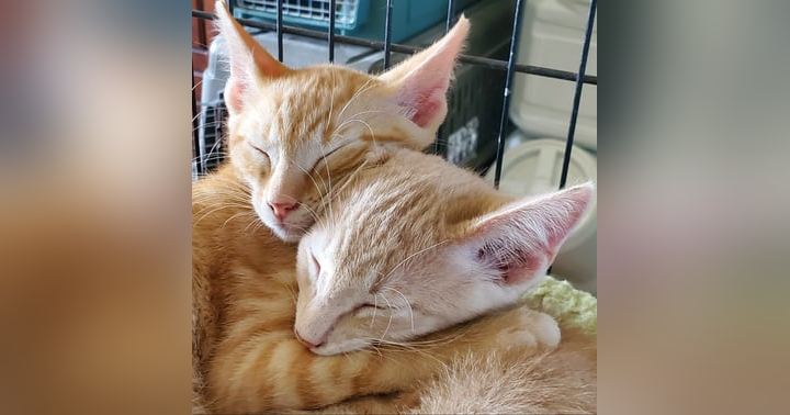 image for Managing Unwanted Cat Behaviors: A Compassionate Approach