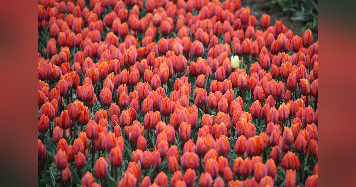 Episode 17 - Integrity Episode 17 - Integrity