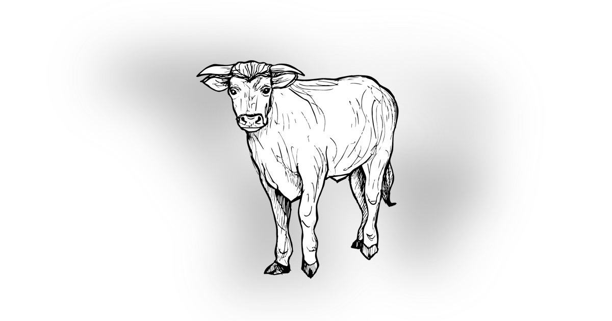The Cow The Cow