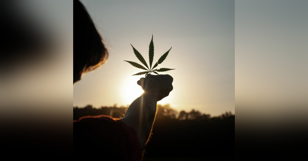 대마초 스타트업이 뜬다? 대마초 스타트업이 뜬다?