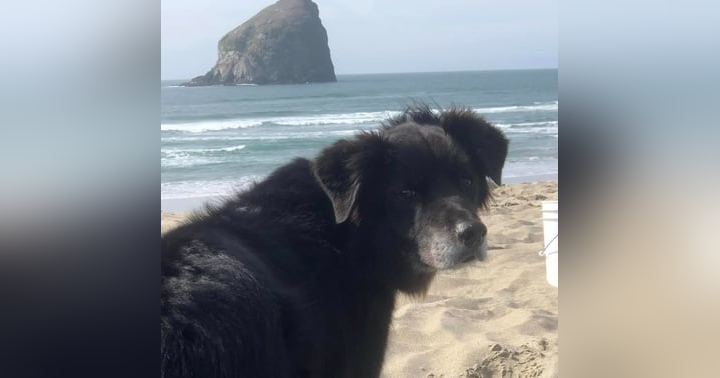 image for Ghost Dog: A Heartfelt Story of Love, Loss, and the Afterlife