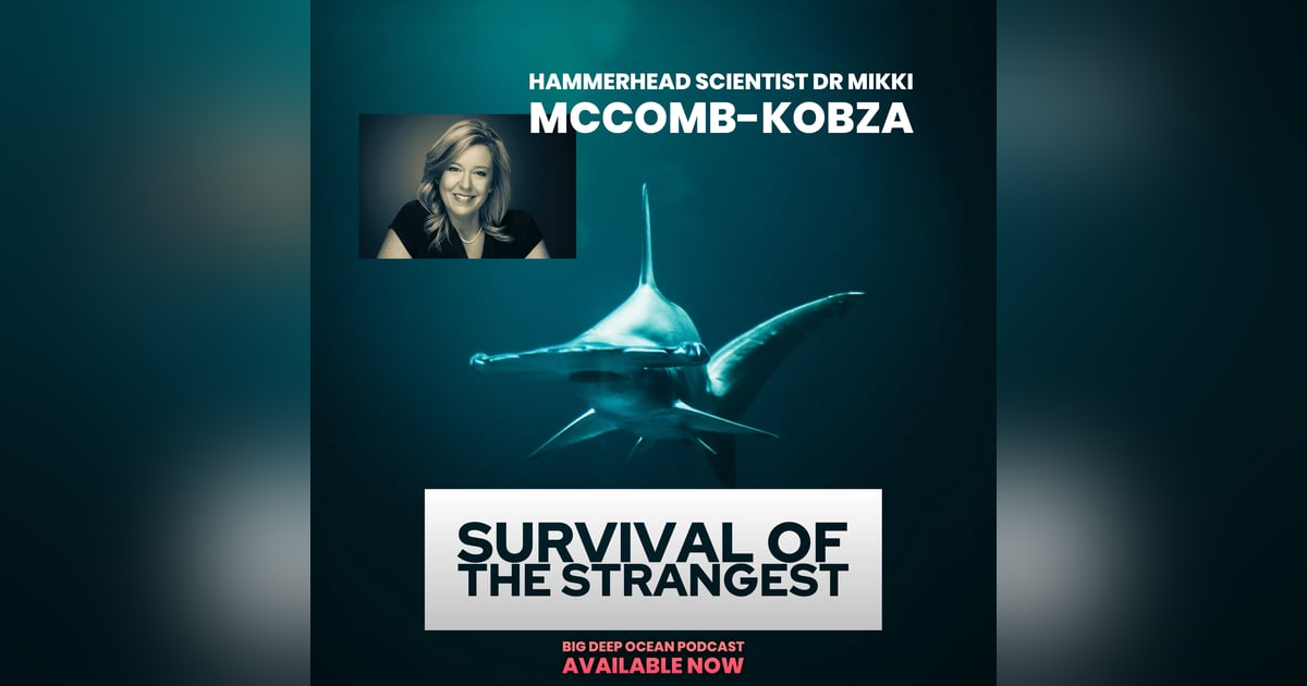 Survival of the Strangest: Mikki McComb-Kobza On Her Passion For The Undersea World of Hammerheads Survival of the Strangest: Mikki McComb-Kobza On Her Passion For The Undersea World of Hammerheads
