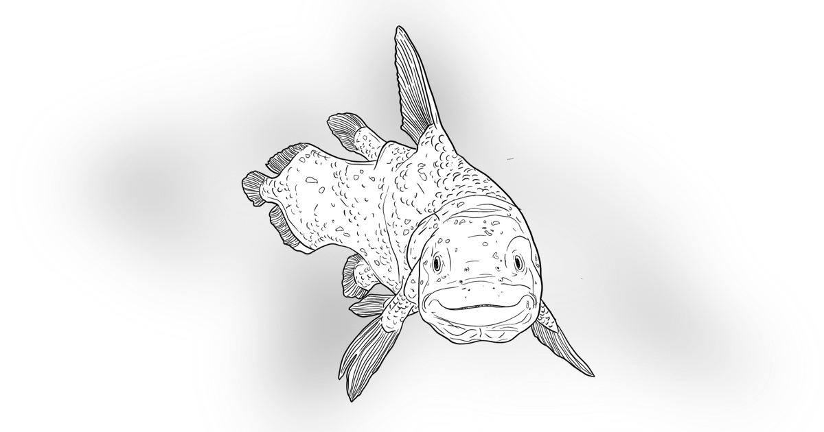 The Coelacanth The Coelacanth