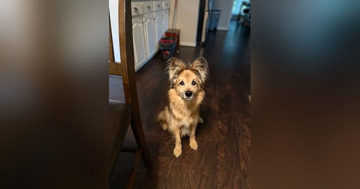 image for The Unbreakable Bond: How a Beloved Dog’s Spirit Lives On