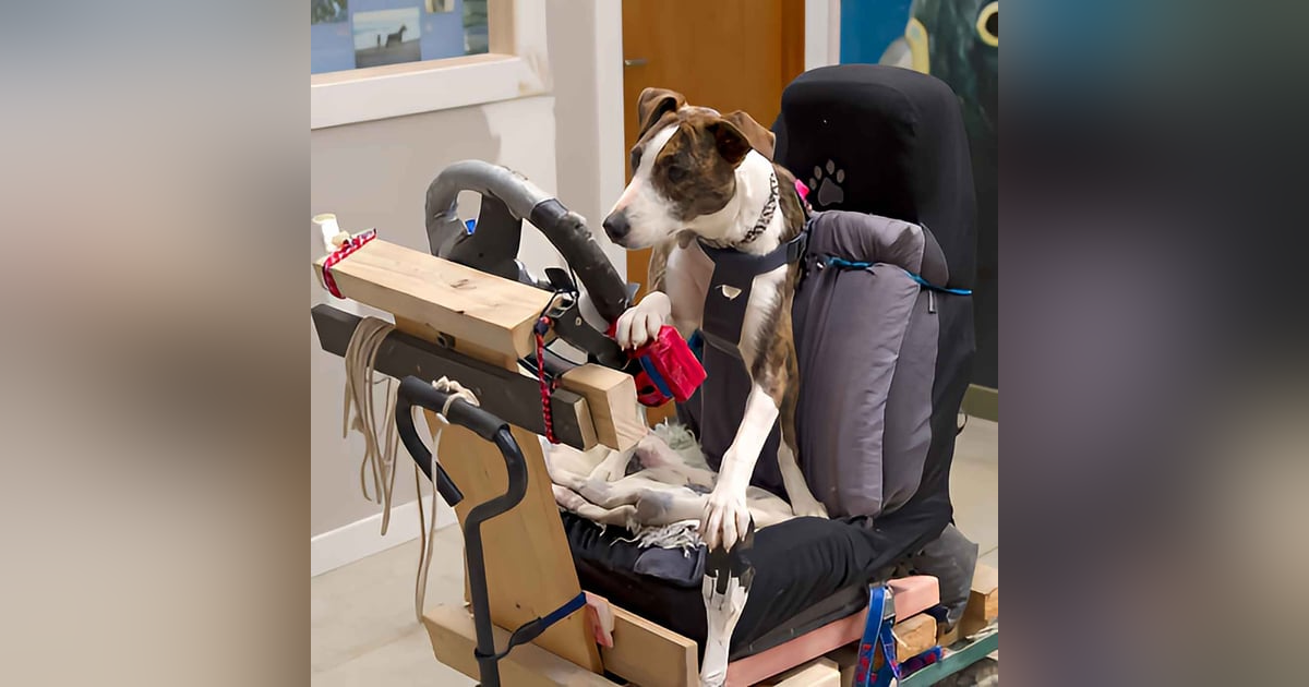 Teaching Dogs To Drive Cars Teaching Dogs To Drive Cars
