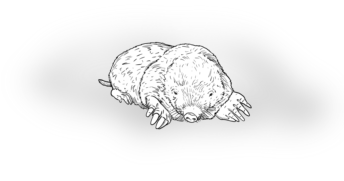 The Mole The Mole