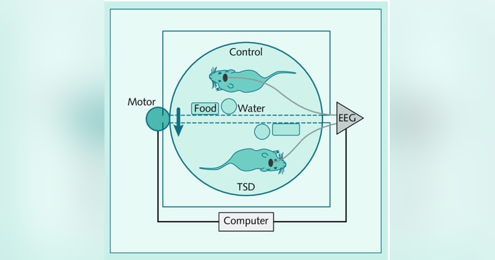 image for Sleep in the ICU: The Classic Experiments