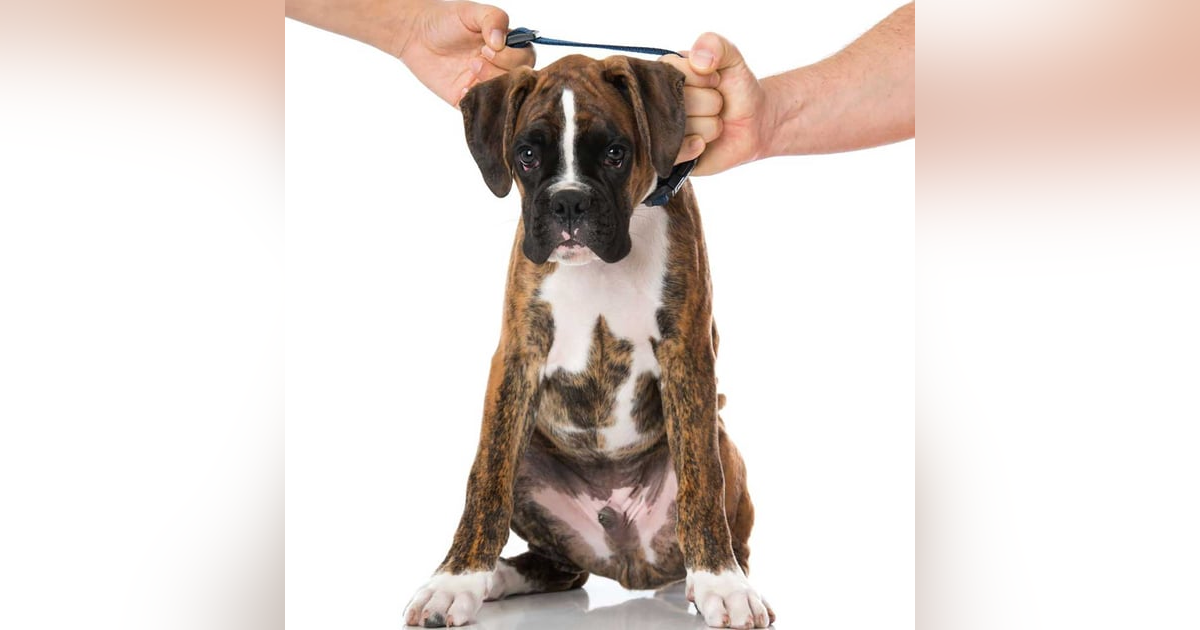 1248. Pet Prenups. Who Gets The Dog? 1248. Pet Prenups. Who Gets The Dog?