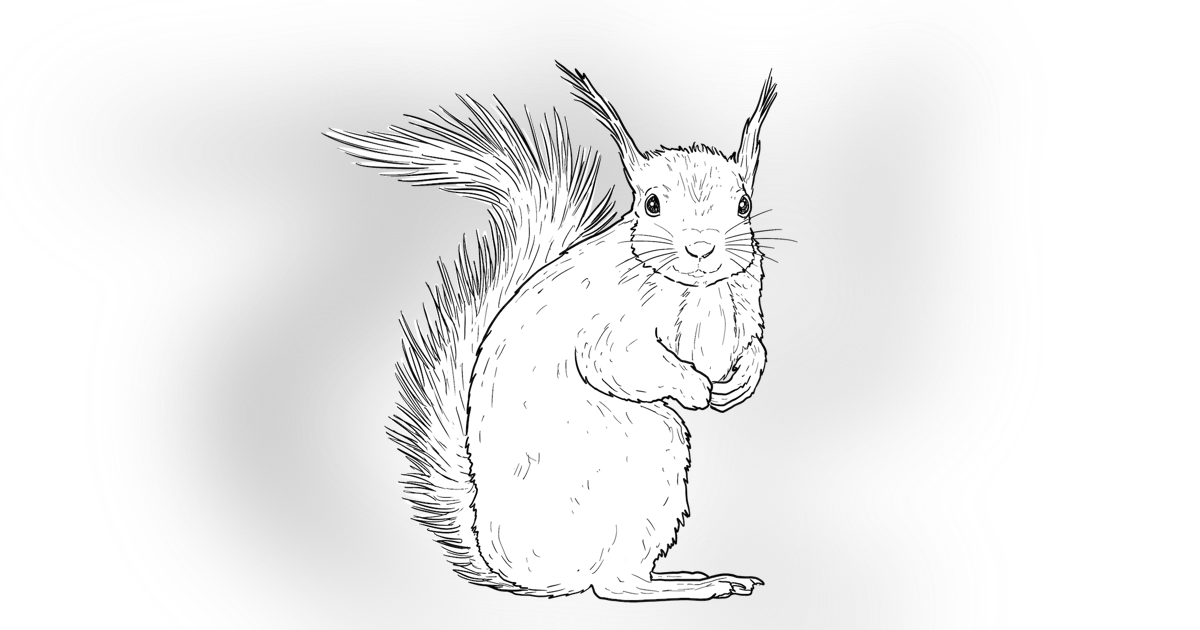 The Red Squirrel The Red Squirrel