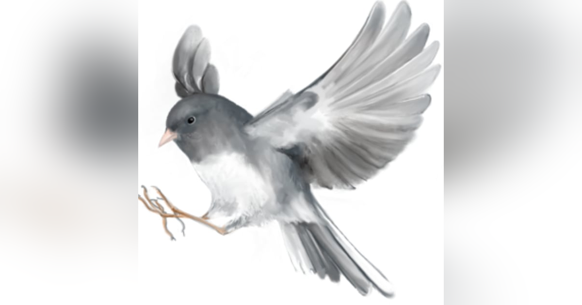 Dark Eyed Junco Dark Eyed Junco
