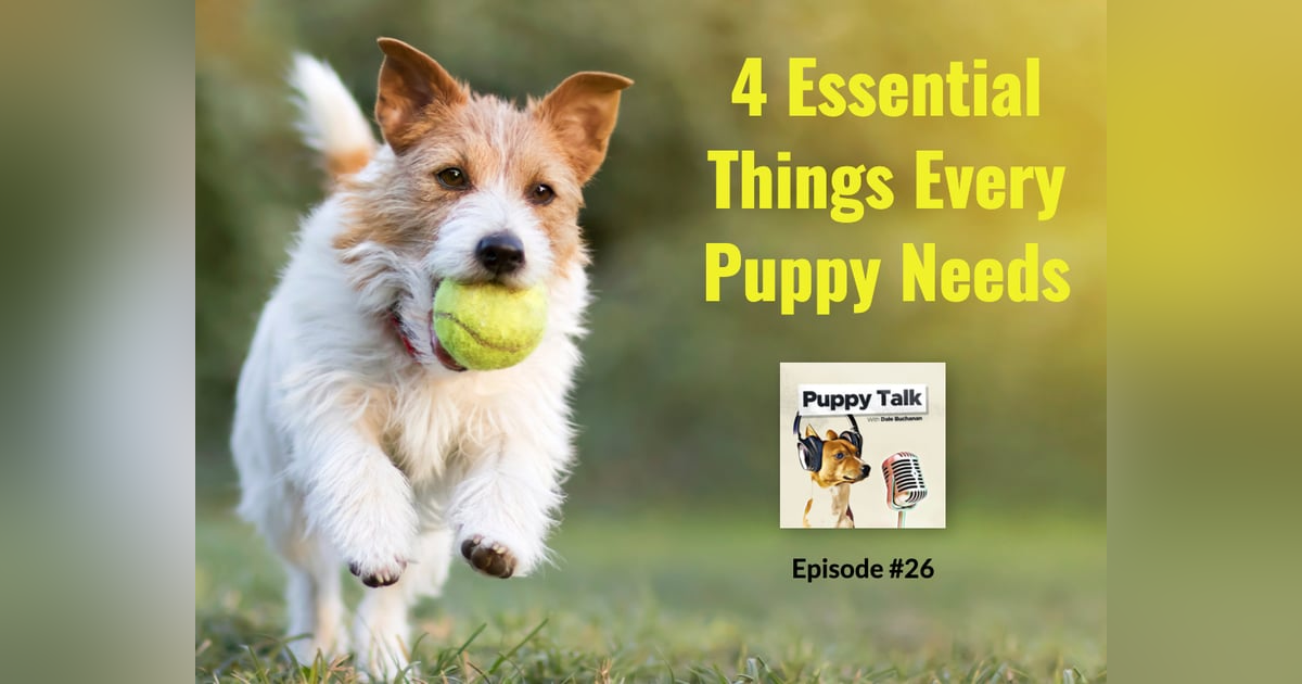 4 Essential Things Every Puppy Needs 4 Essential Things Every Puppy Needs