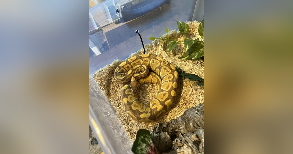 Ep 60: Shedding the Old Ep 60: Shedding the Old