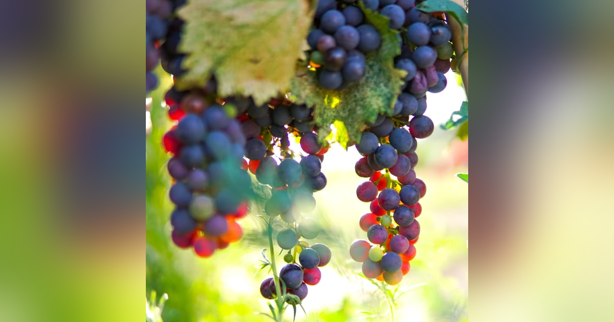 Colorado Grapes and Paul's Winemaking Style. Colorado Grapes and Paul's Winemaking Style.
