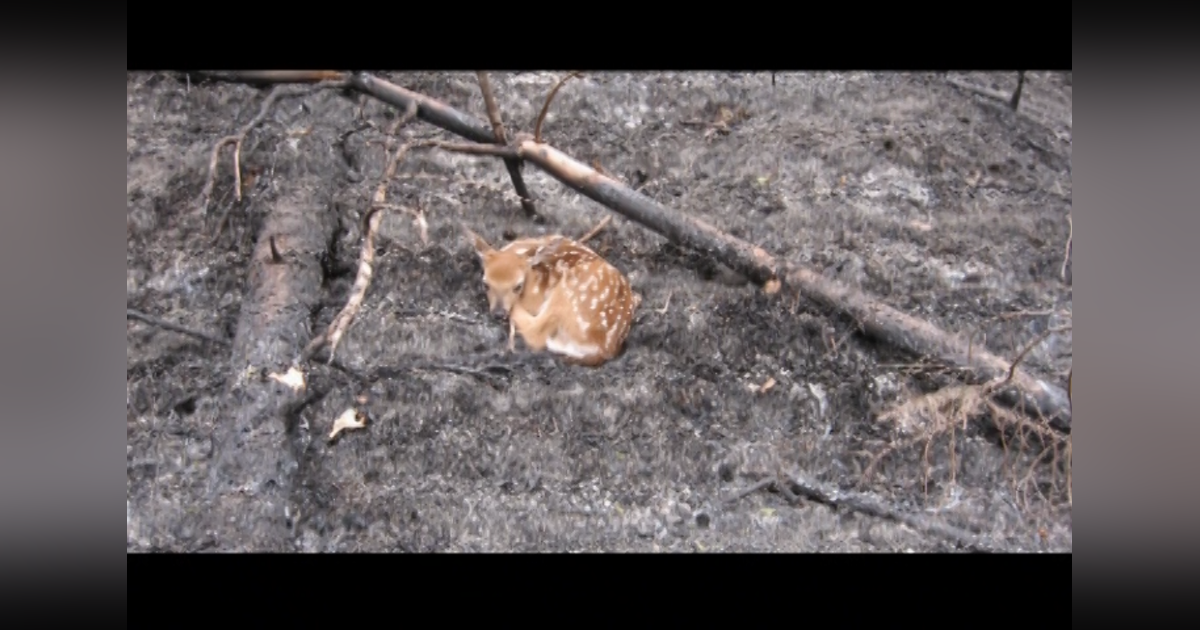 Case Study: 2008 Nova Scotia Porters Lake and Lake Echo Wildfire - The first sign of social media and misinformation in an emergency | Host Tim Conrad looks back at his first wildfire as a public information officer Case Study: 2008 Nova Scotia Porters Lake and Lake Echo Wildfire - The first sign of social media and misinformation in an emergency | Host Tim Conrad looks back at his first wildfire as a public information officer