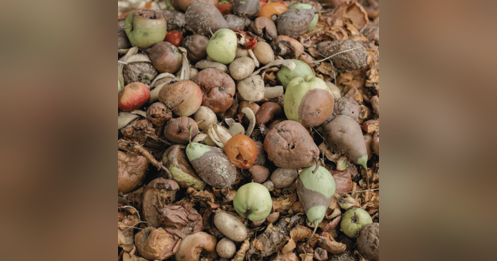 image for Reducing Food Waste in Hospitality: Practical Steps & Resources