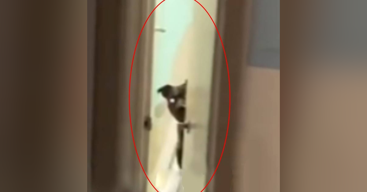 Historias de Miedo Octubre 8 de 2024 EL ALMA DE MI PAREJA ESTABA EN UN PERRO Historias de Miedo Octubre 8 de 2024 EL ALMA DE MI PAREJA ESTABA EN UN PERRO