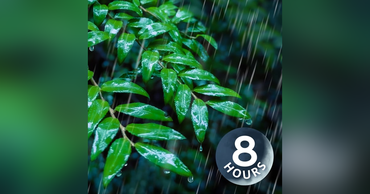 Sleep to Rainstorm in a Forest | 8 Hour Relaxing Rain Sounds for Sleeping Sleep to Rainstorm in a Forest | 8 Hour Relaxing Rain Sounds for Sleeping