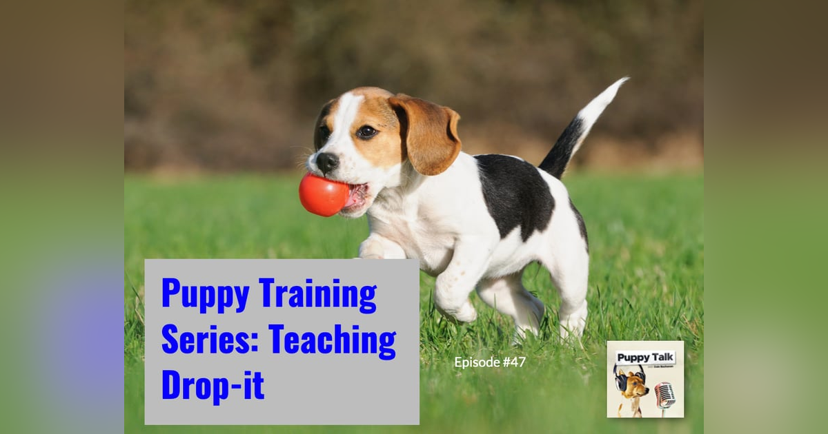 Puppy Training Series: Teaching Drop-it Puppy Training Series: Teaching Drop-it
