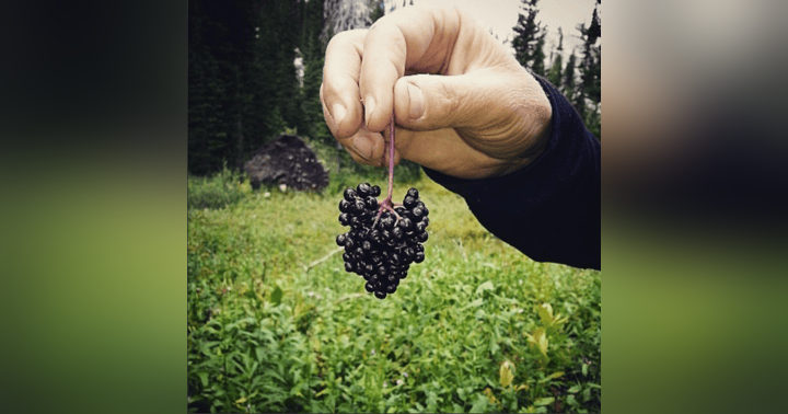 image for Elderberry Syrup