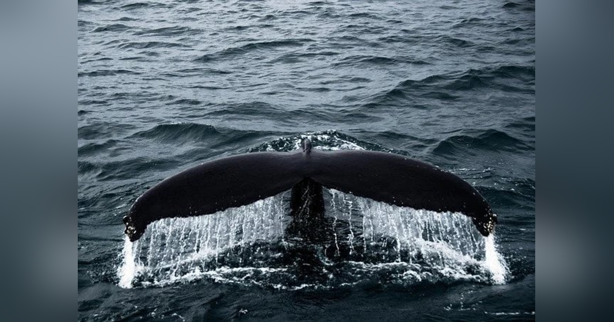 Ep 50: A Big Heart Ep 50: A Big Heart