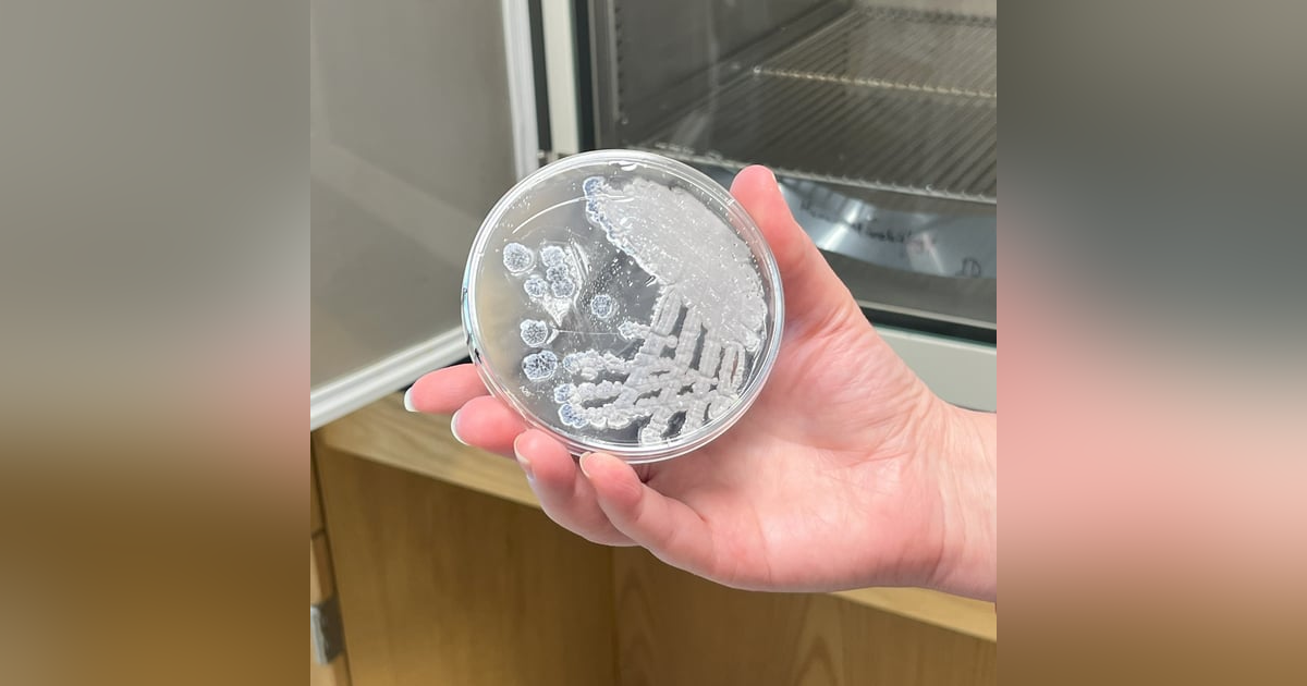 Jennifer Bennett and students, Streptomyces Jennifer Bennett and students, Streptomyces