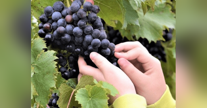 image for Grape Seed Extract: Versatile and Valued Antioxidant