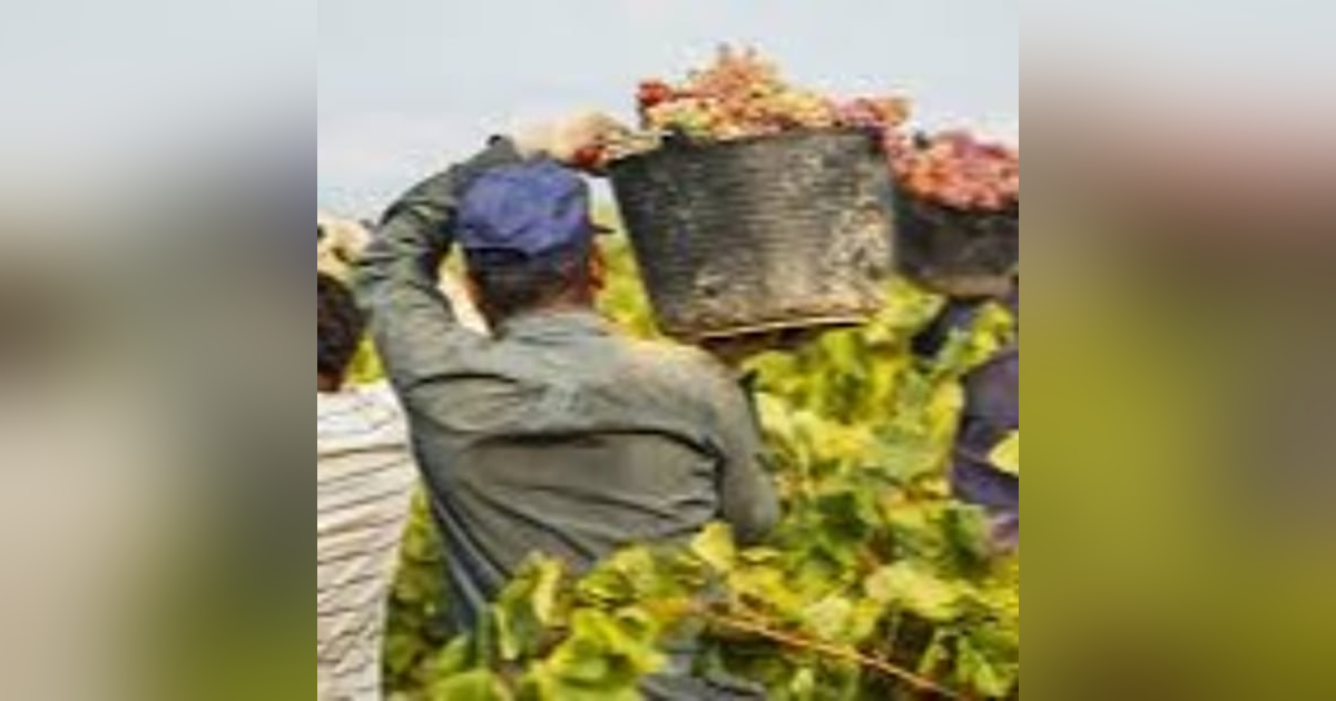 Episode 36-Havest Issues, Favorite Wine, Upgrading Your Palate, Grape Waste, Wine And Teeth Episode 36-Havest Issues, Favorite Wine, Upgrading Your Palate, Grape Waste, Wine And Teeth