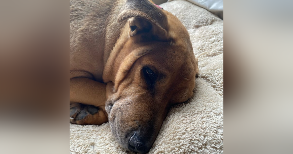 Culper's Canteen Cup E139 Culper's Canteen Cup E139