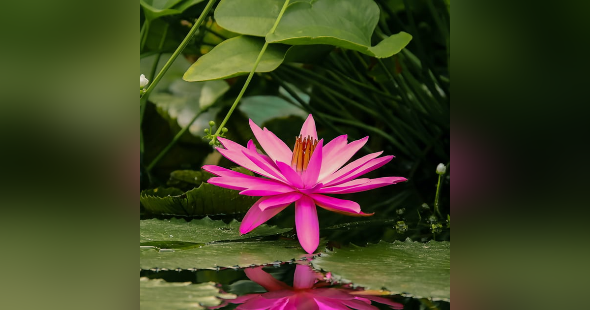 #90 - 639 Hz (Love frequency) +528 Hz (Manifesting) deep meditation, sleep, rest, relax) #90 - 639 Hz (Love frequency) +528 Hz (Manifesting) deep meditation, sleep, rest, relax)