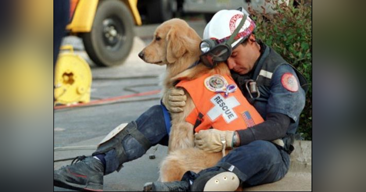 OUR CANINE HEROES (PT 2 OF 2) A DOG'S JOB IS NEVER DONE OUR CANINE HEROES (PT 2 OF 2) A DOG'S JOB IS NEVER DONE