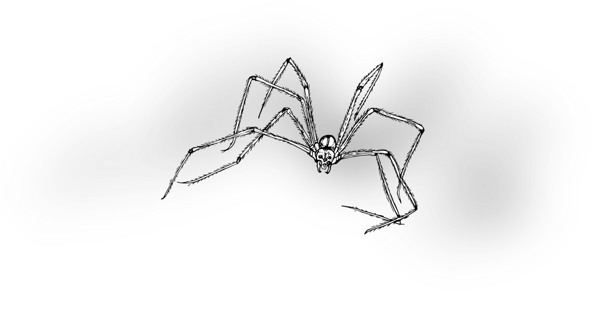 The Cellar Spider The Cellar Spider