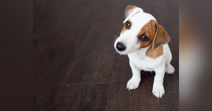 image for 5 Puppy Raising Mistakes That Can Create Bigger Problems Later
